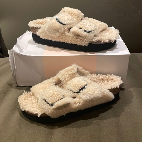 papillio arizona teddy